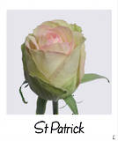 St Patrick!